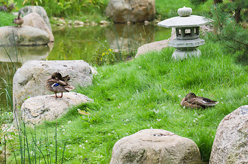 Image showing Ducks at a pond in the Japanese style