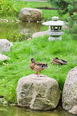 Image showing Ducks at a pond in the Japanese style