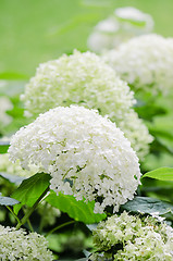 Image showing Blossoming white hydrangea, close up