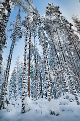 Image showing Winter snow covered trees. Viitna, Estonia.