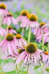 Image showing flowers medicinal herb echinacea purpurea or coneflower, close-u