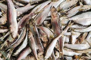 Image showing Sprat a close up