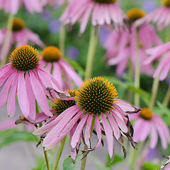 Image showing flowers medicinal herb echinacea purpurea or coneflower, close-u