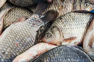 Image showing Bream close-up  