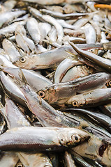 Image showing Sprat a close up