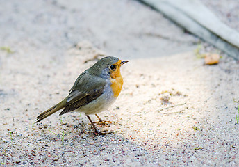 Image showing Citril finch. A small bird with a yellow breast  