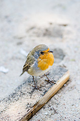 Image showing Citril finch. A small bird with a yellow breast  