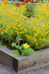 Image showing marigold flowers and other herbs, close-up  