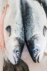 Image showing Salmon  close-up 