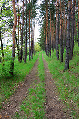 Image showing Forest Road