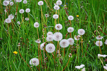 Image showing Dandelion