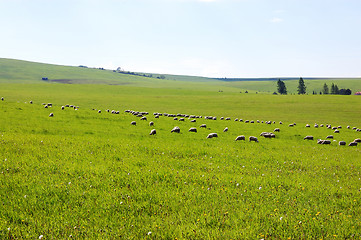 Image showing Sheep grazing