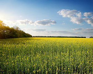 Image showing Meadow yellow flowers