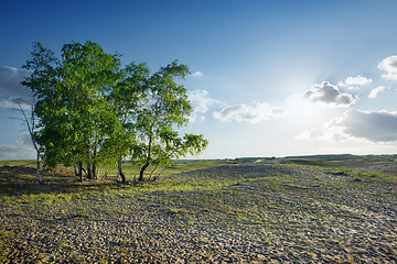 Image showing Trees in the desert
