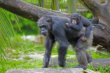 Image showing Common Chimpanzee