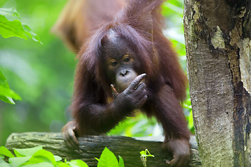 Image showing Borneo Orangutan