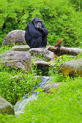 Image showing Common Chimpanzee