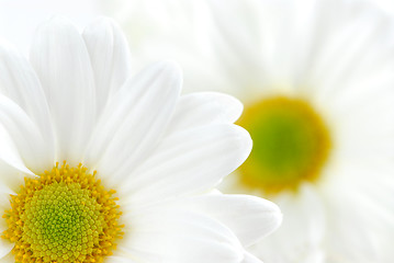 Image showing White daisies