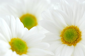 Image showing White daisies