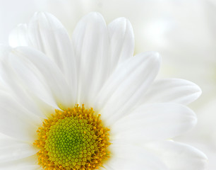 Image showing White daisies