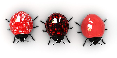 Image showing Ladybirds