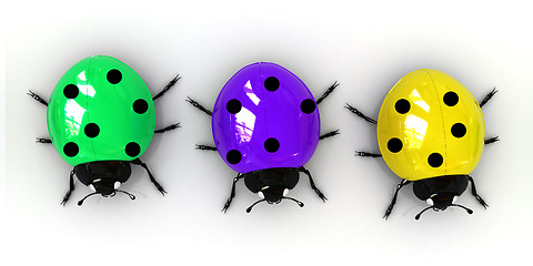 Image showing Ladybirds