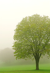 Image showing Tree in fog