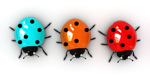 Image showing Ladybirds