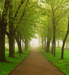 Image showing Foggy park