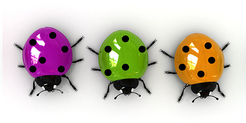 Image showing Ladybirds