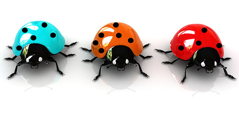 Image showing Ladybirds