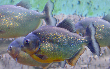 Image showing tropical piranha fish