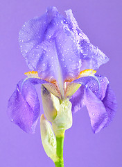 Image showing violet gladiola