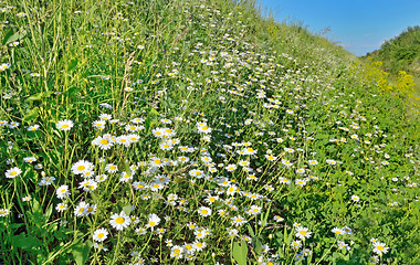 Image showing camomiles flowers 