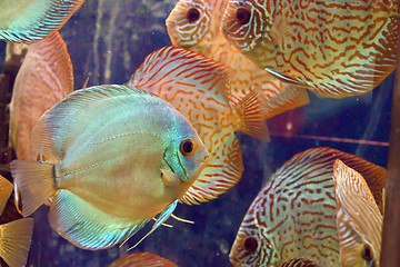 Image showing Symphysodon discus  fish 