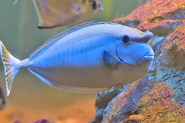 Image showing bluespine unicornfish