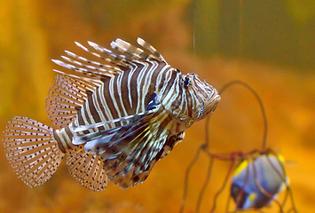 Image showing Lion-fish