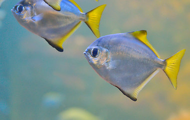 Image showing Silver Pomfret 