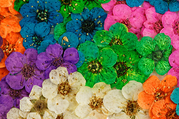 Image showing Decorative montage compilation of colorful dried spring flowers
