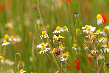 Image showing Wild flowers