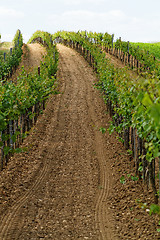 Image showing Tokay grapes