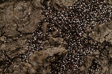 Image showing Bugs on the trunk