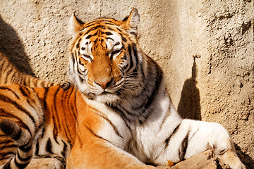 Image showing Tiger mum