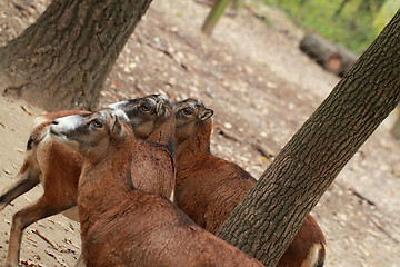 Image showing Wild goat