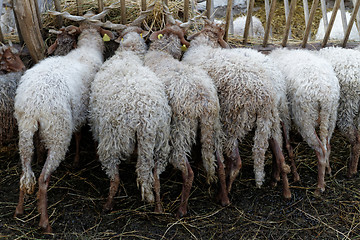Image showing Sheep on the farm