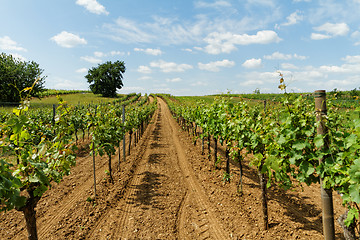 Image showing Tokay grapes