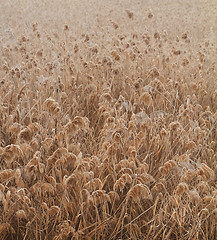 Image showing Frosted plants