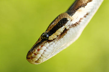 Image showing Snake head