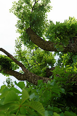 Image showing Tree trunk