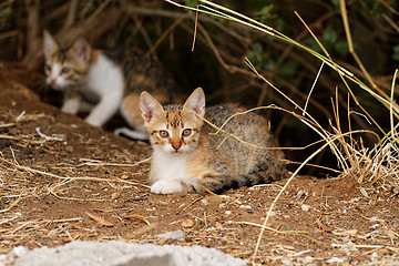 Image showing Little cats